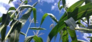 Corn Growing in the Summer