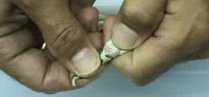 Determine the sex of a baby ball python snake
