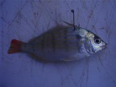How To Rig A Pinfish