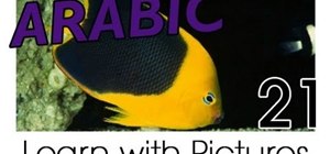 Learn marine animal vocabulary in Arabic