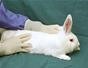 Handle and restrain a rabbit for injections