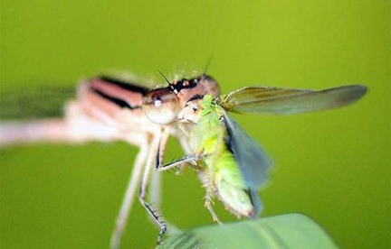 And the Winner of the Insect Photography Challenge Is...