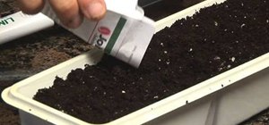 Start seeds indoors