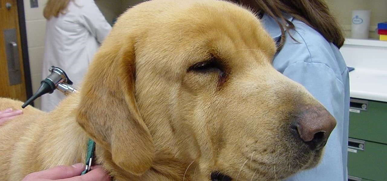 New Doggy Flu Vaccine Could Stop Outbreaks, Keep Pets Healthy