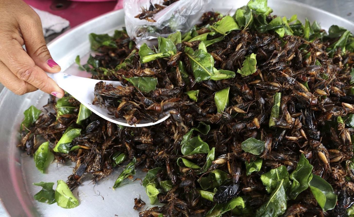 The Intriguing Allure of Eating Crickets