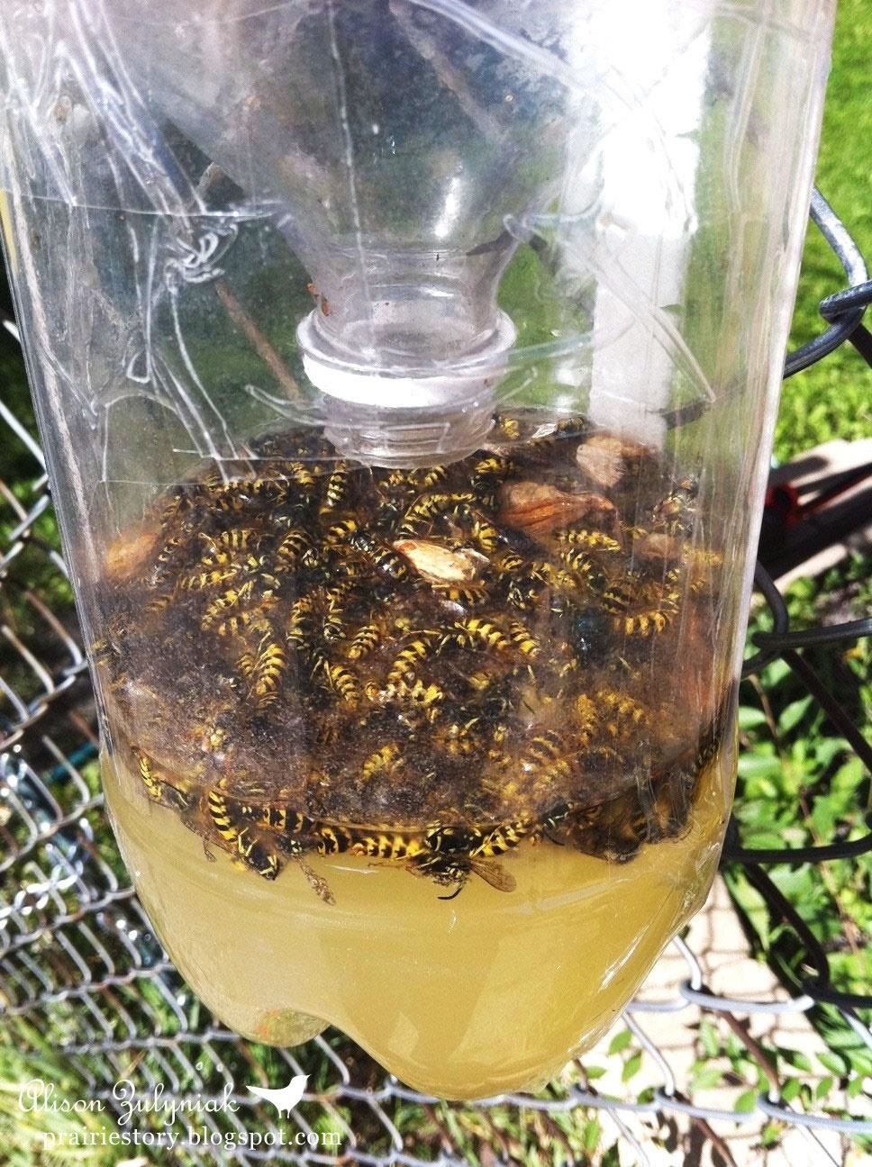 How to Make a Homemade Bee & Wasp Trap (Kill or No-Kill)