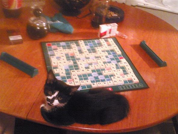 If Cats Could Play Scrabble...