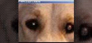 Fix pet eyes with Adobe Photoshop