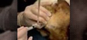 Collect the cerebrospinal fluid of a dog