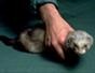 Handle and restrain a ferret for injections