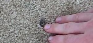 Repair Nasty Carpet Burns for a New Carpet Look