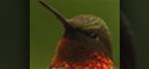 Make hummingbird food