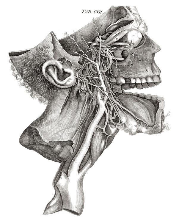 Dissecting a Human Head Through Anatomical Illustrations