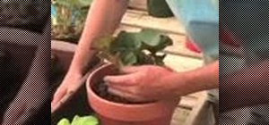 Grow and care for tuberous begonias in your garden