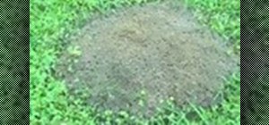 Kill fire ant beds naturally