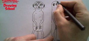 Draw a meerkat
