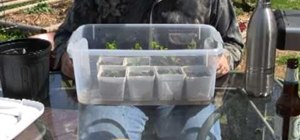 Water seedlings from the bottom up