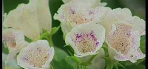 Care for venus flytrap, gloxinia and bromeliad