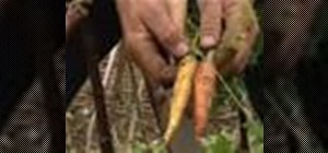 Harvest carrots effectively