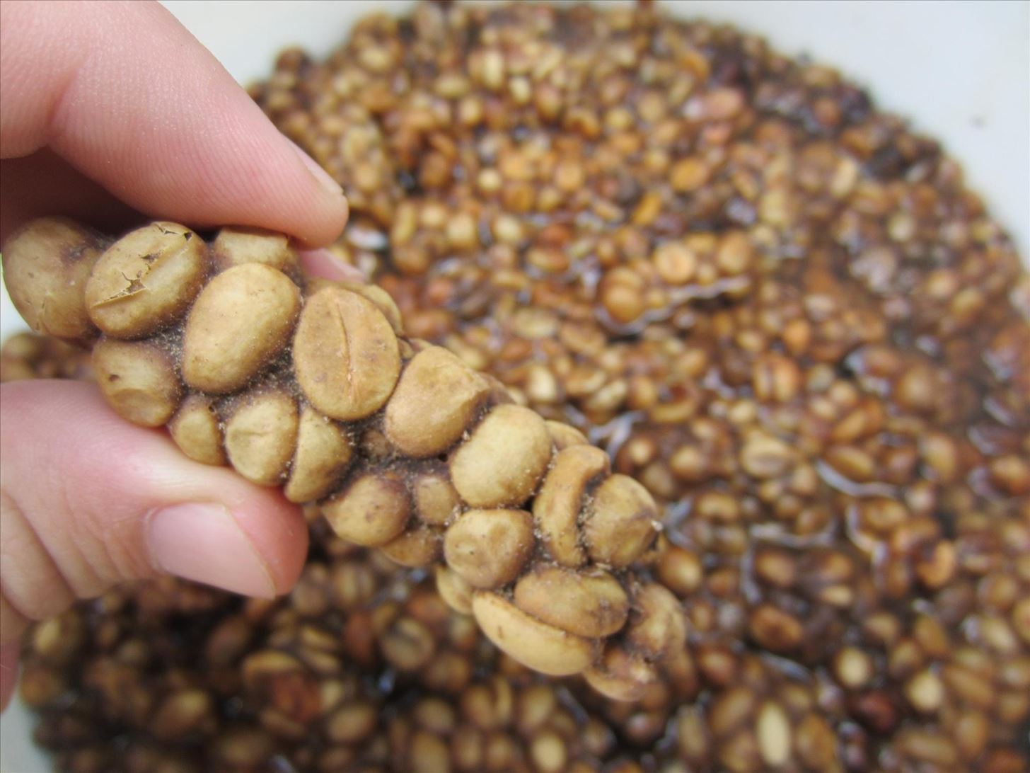 How I Made Cat Poop Coffee (Kopi Luwak)—The Best Cup of Crap Ever