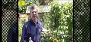 Grow vegetables at home