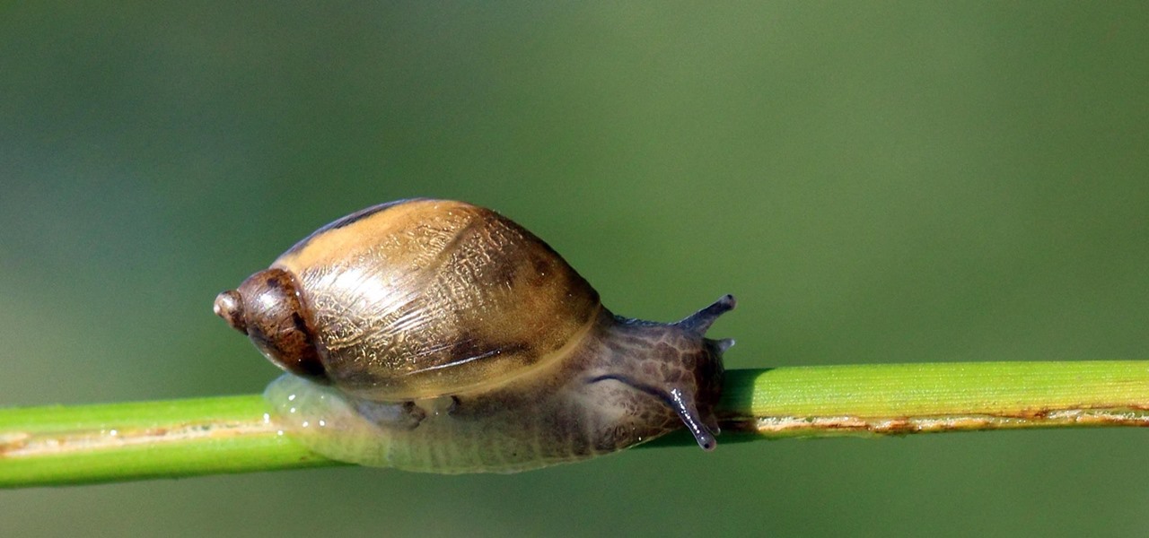 Deadly Lungworm Parasite Spread by Rats & Snails Is More Prevalent Than We Thought