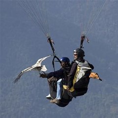 Egyptian Vulture Navigates Paraglider Through Thermals at 4250 Feet