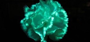 Make flowers glow in the dark with a fluorescent highlighter