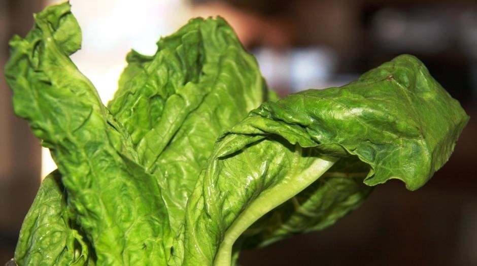 How to Make Soggy, Wilted Lettuce & Other Leafy Greens Edible Again