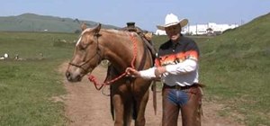 Teach a horse to back up under saddle