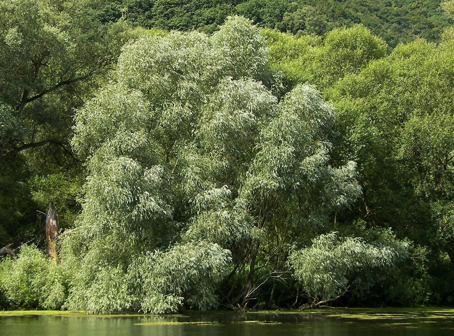 How to Make Aspirin from a Willow Tree