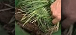 Plant out leeks in a container garden