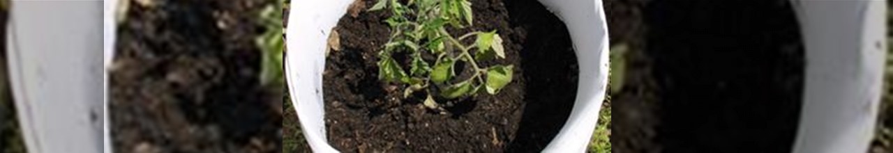 Pitchfork - free organic plant giveaway