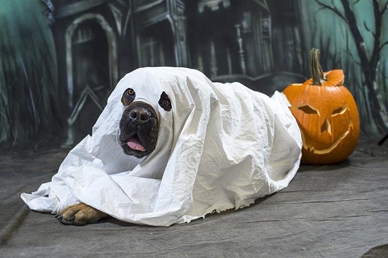 9 Insanely Lazy Last-Minute Halloween Costume Ideas Using Only What You've Got