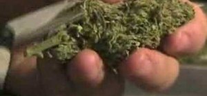Trim marijuana buds