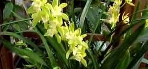 Care for a Cymbidium Orchid