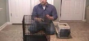 Stop your dog from barking in the crate