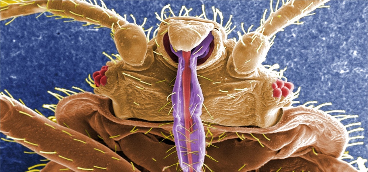 Bed Bugs Are Becoming Resistant to All of Our Insecticides—This Fungus Might Help