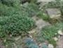 Develop a rock and scree garden