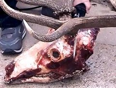 How to Cut Deer Antlers, Clean Bear Skulls & Cape Elk Skins: The Art of Taxidermy