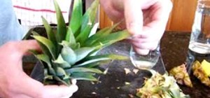 Grow pineapples at home
