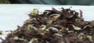Germinate Japanese maple seeds