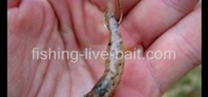 Catch shrimp for live bait