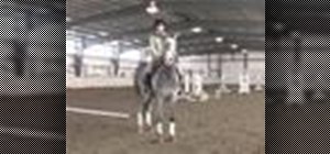 Learn the 4 gaits on a horse
