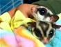 Care for a sugar glider - Part 8 of 22