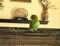 Care for parakeets - Part 3 of 25