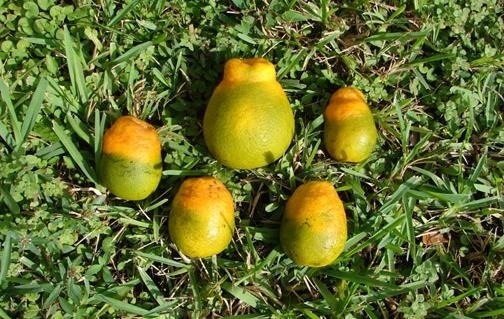 How a Vaccine Could Protect Florida's Orange Trees