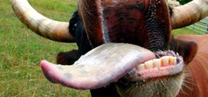 This Cow Tongue Looks Delicious