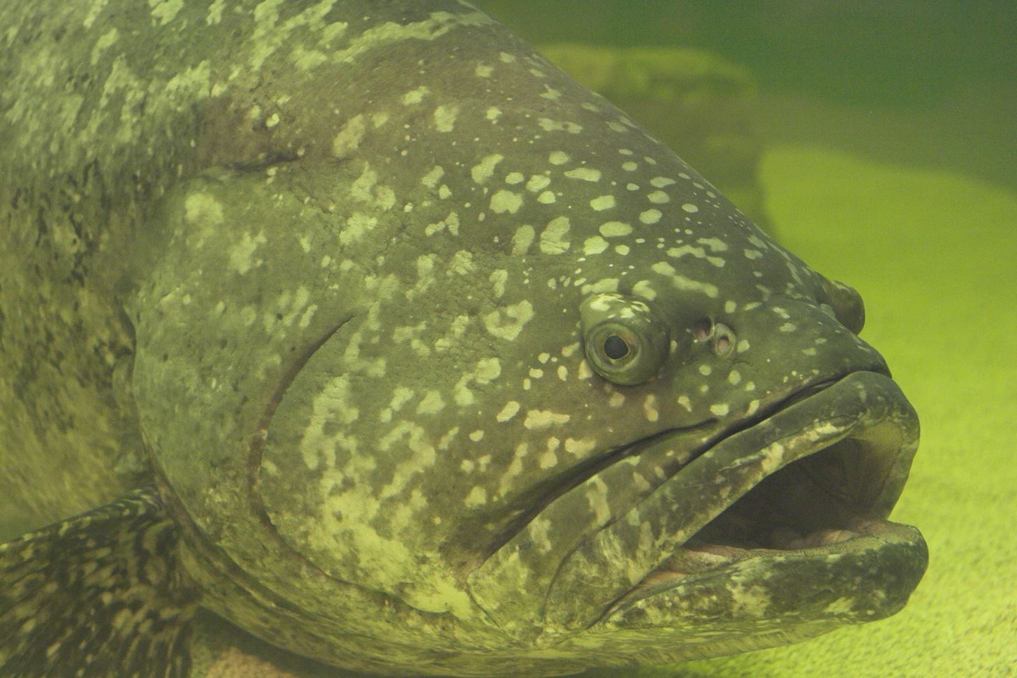 Good News, Eating Fish Is Safer! Bad News — Think Twice About Ordering the Grouper