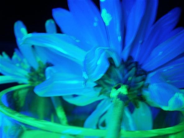 Prank Your Friends with Radioactive-Looking Mutant Plants That Glow Under Black Light